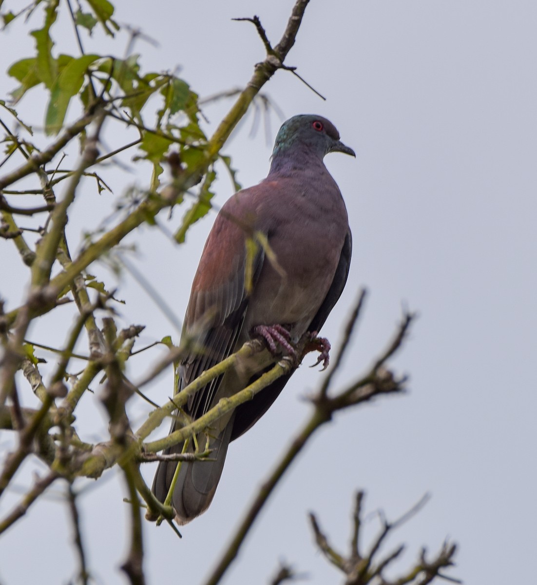 Pale-vented Pigeon - ML647122282