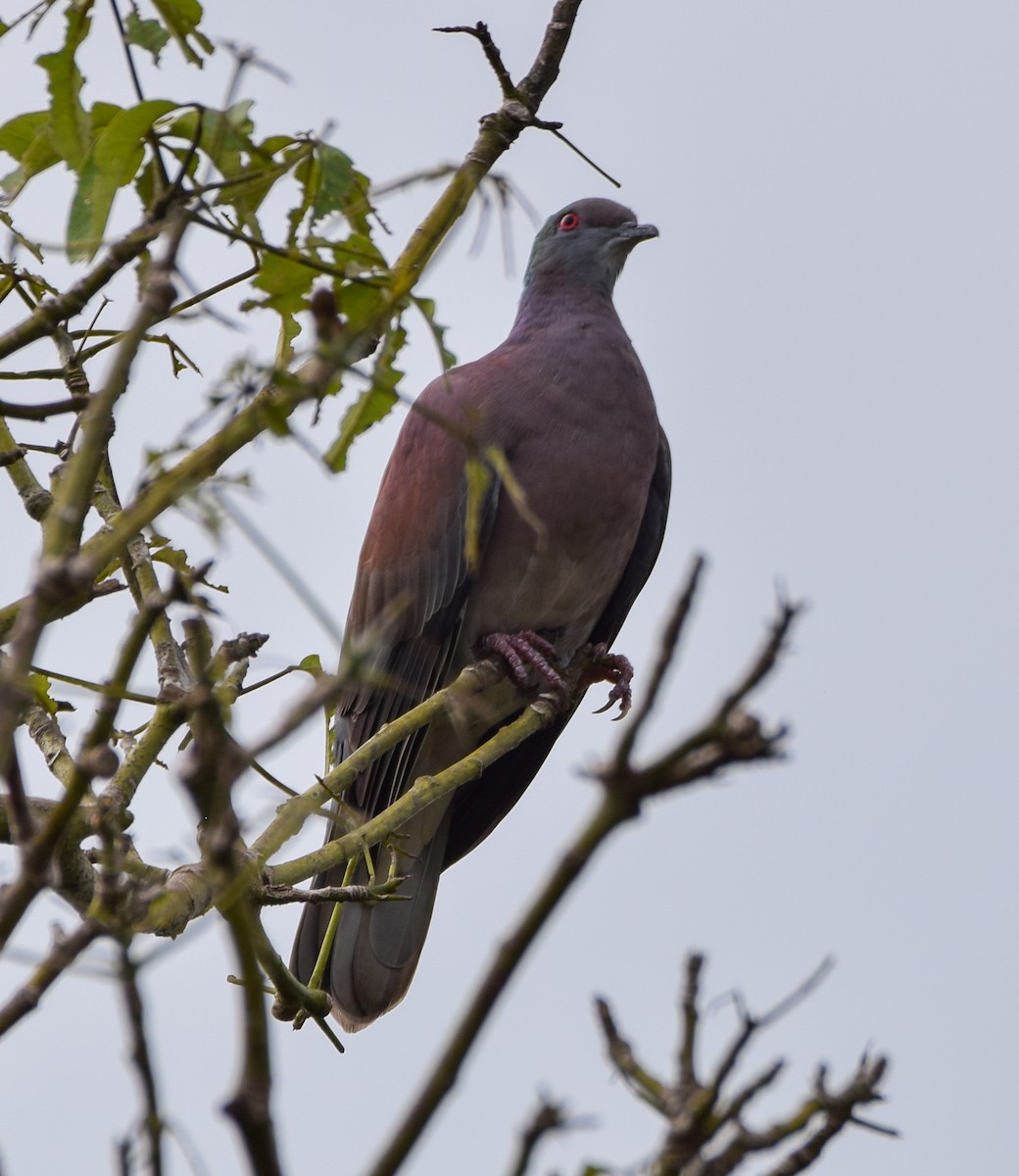 Pale-vented Pigeon - ML647122283