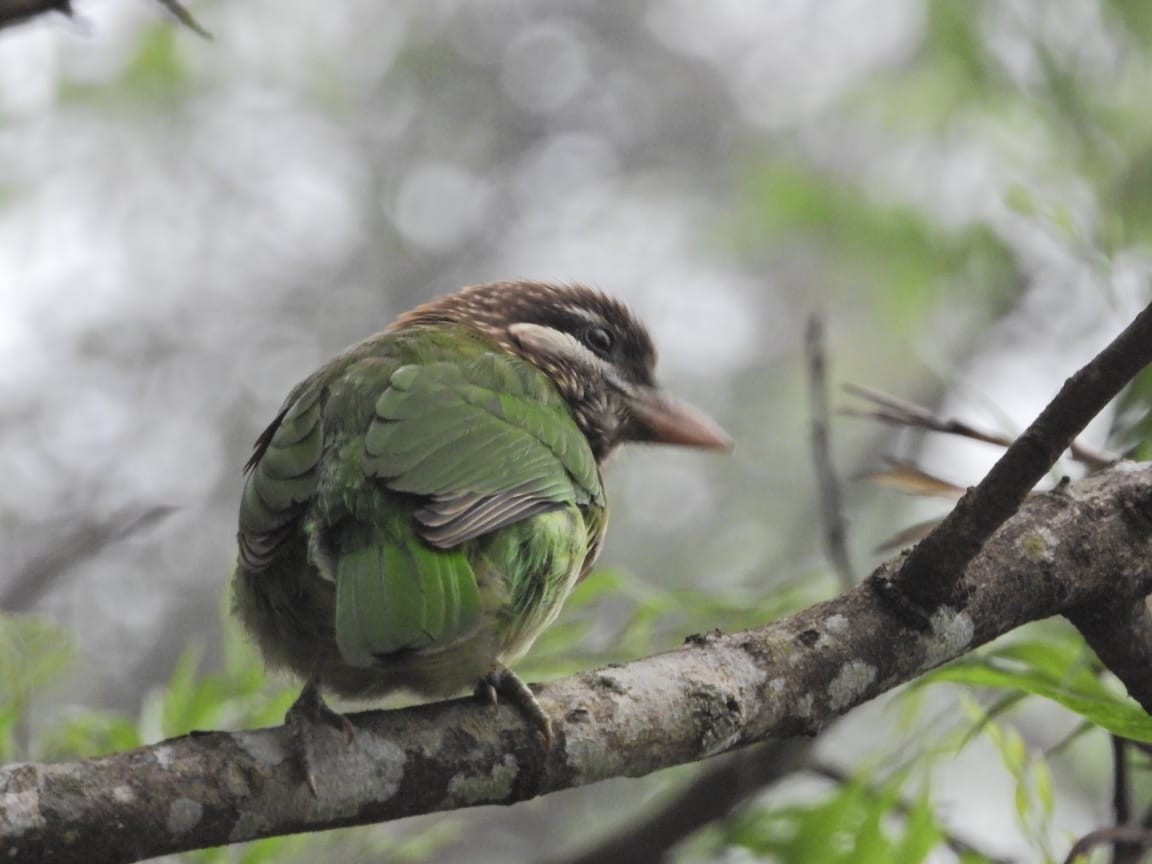 White-cheeked Barbet - ML647122292
