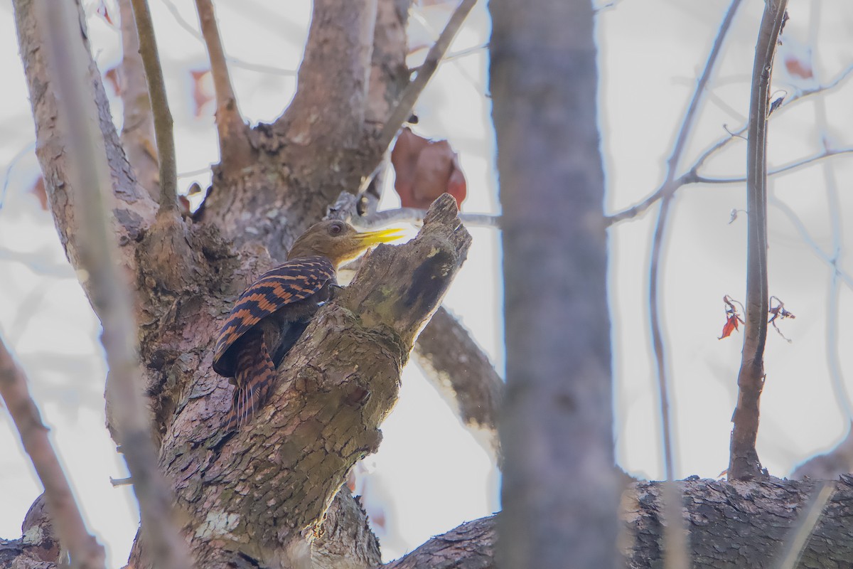 Pic à oreillons rouges - ML647122295