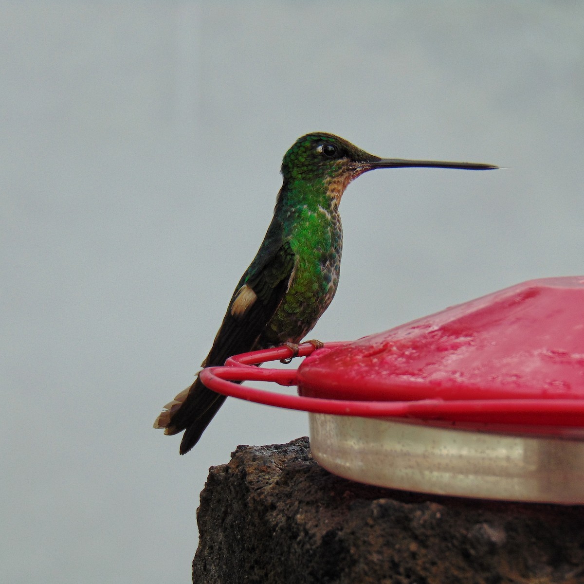 Buff-winged Starfrontlet - ML647122296