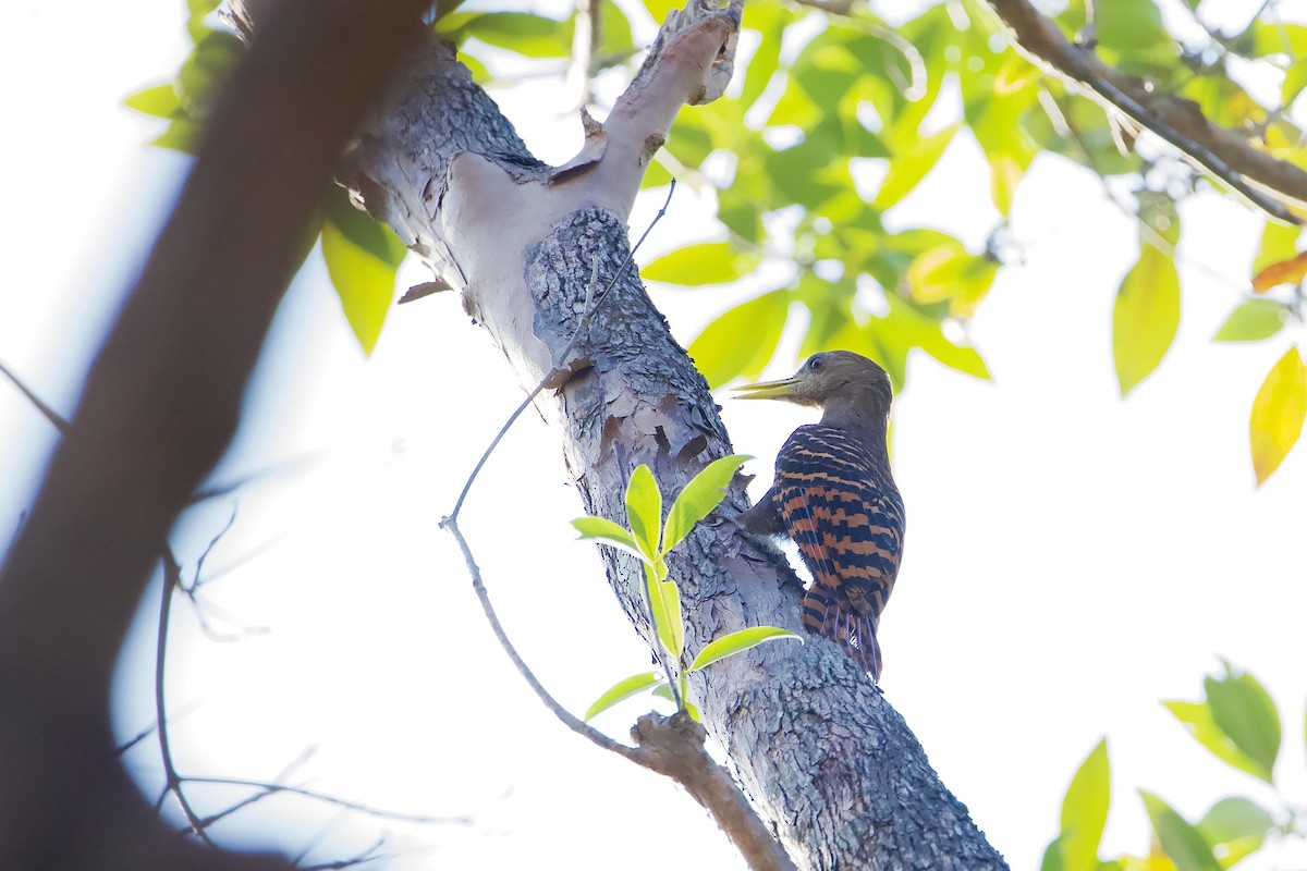 Pic à oreillons rouges - ML647122297