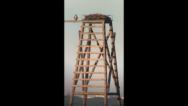 בז נודד - ML647122298