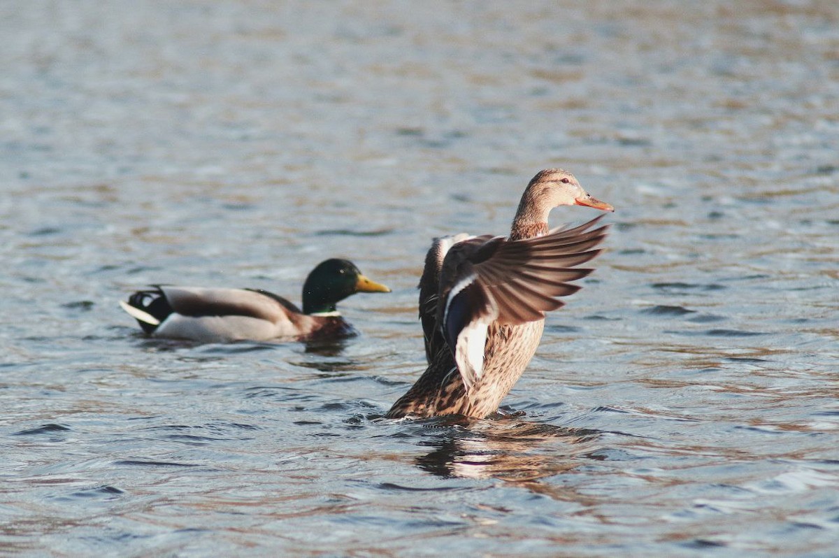 Mallard - ML647122304