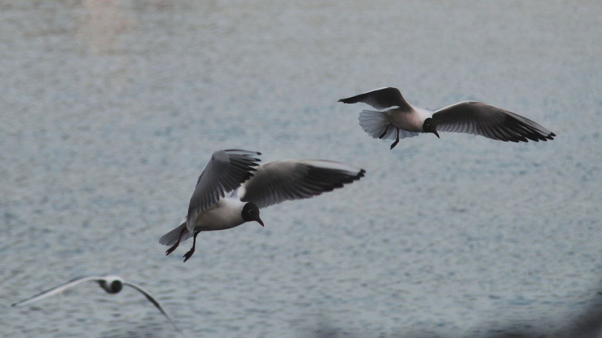 Black-headed Gull - ML647122309