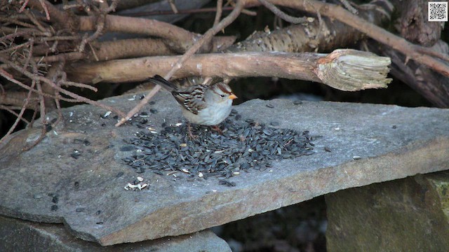 ミヤマシトド - ML647122312