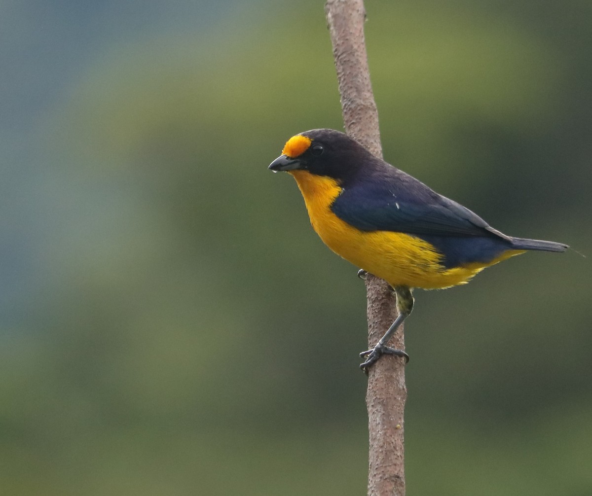 Фиолетовая эуфония - ML647122318