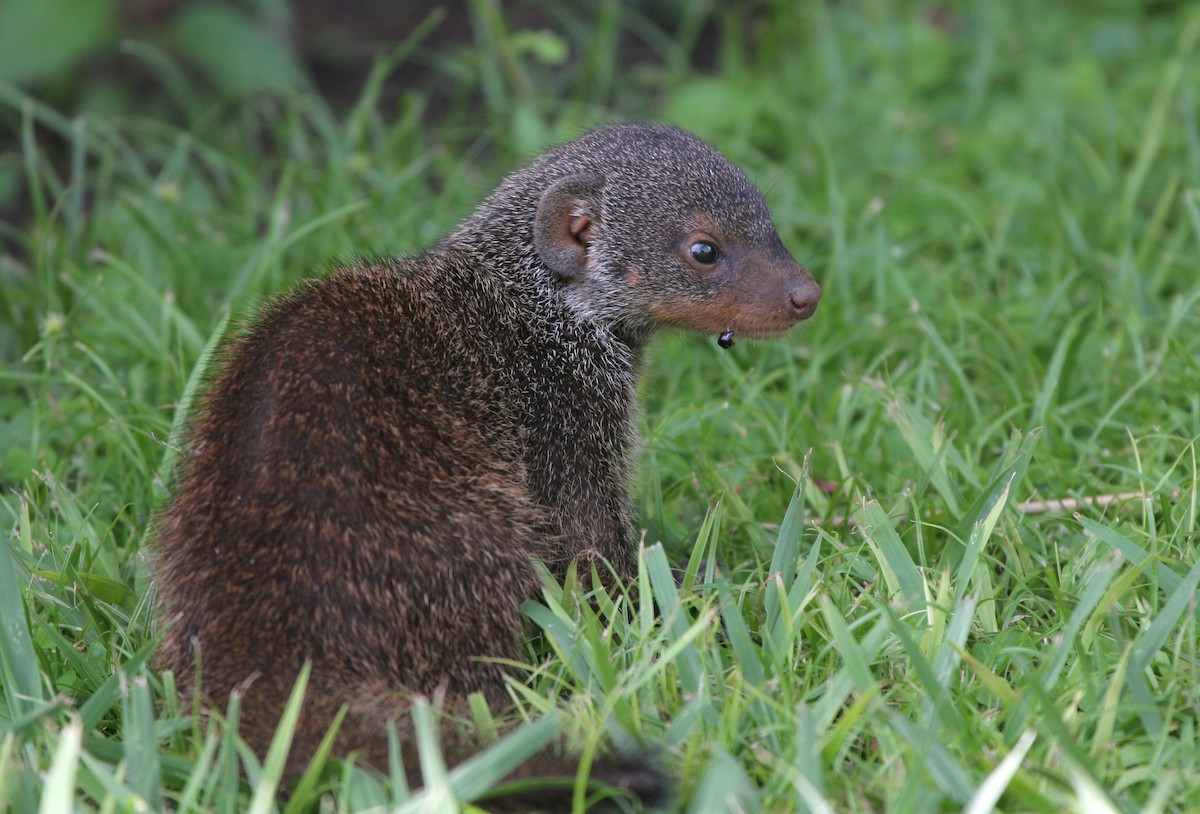 Banded Mongoose - ML647122319