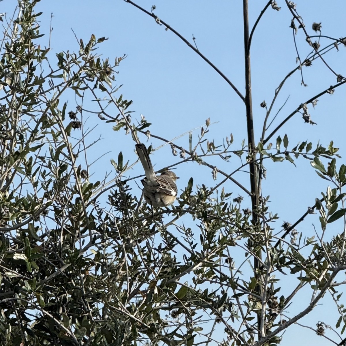 חקיינית צפונית - ML647122326