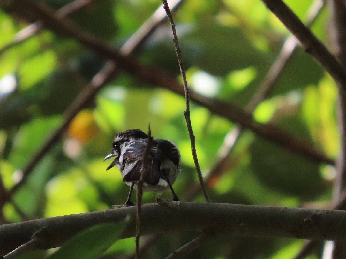 White-eared Monarch - ML647122327