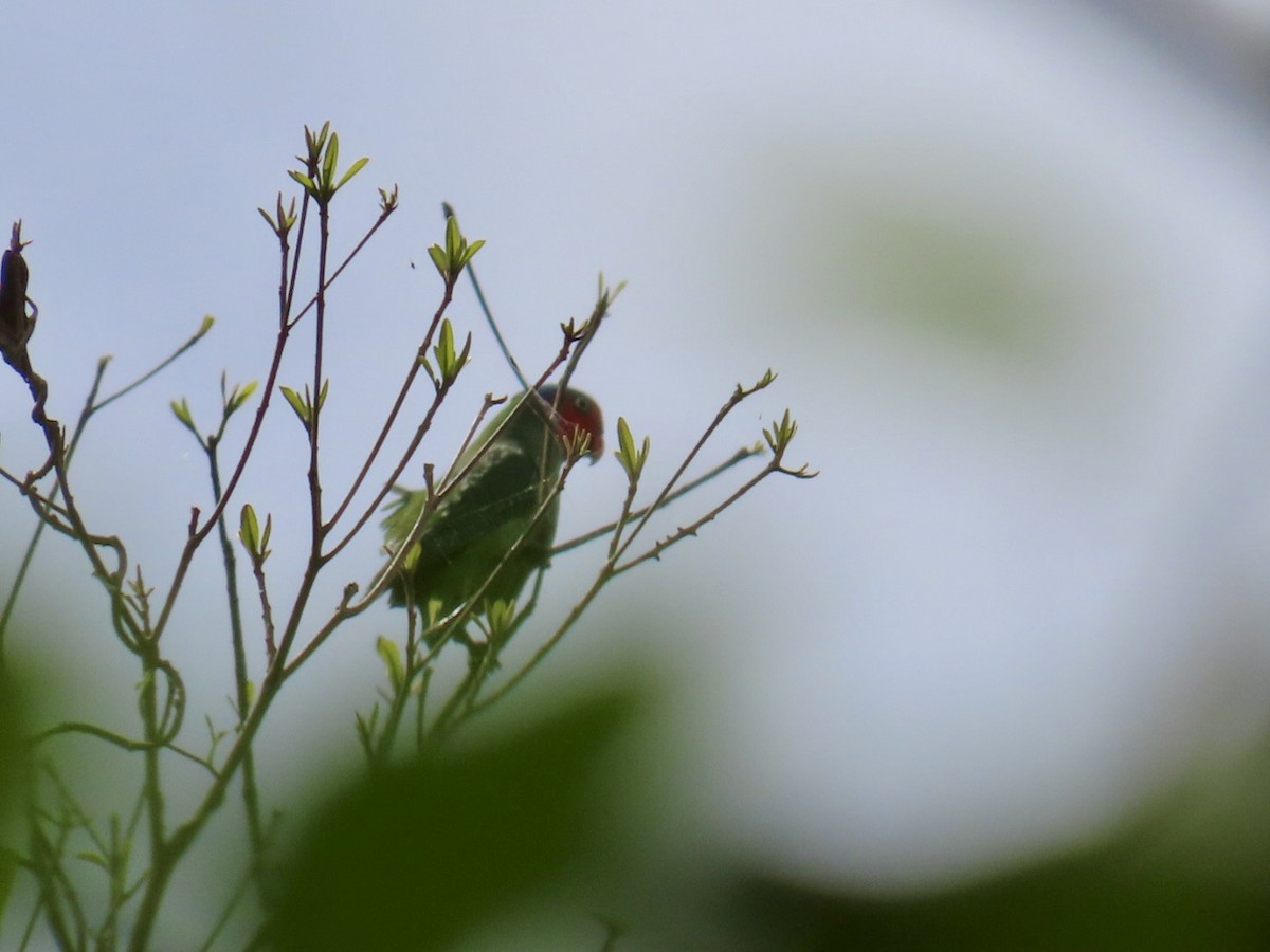 Red-cheeked Parrot - ML647122334