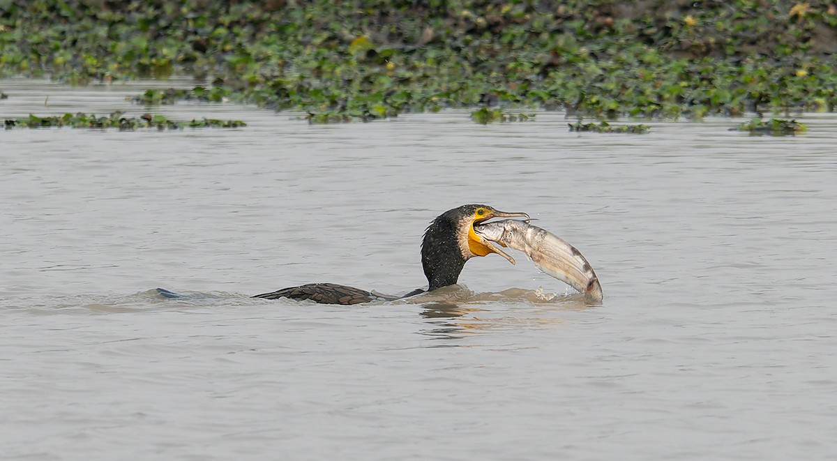 Oriental Darter - ML647122339