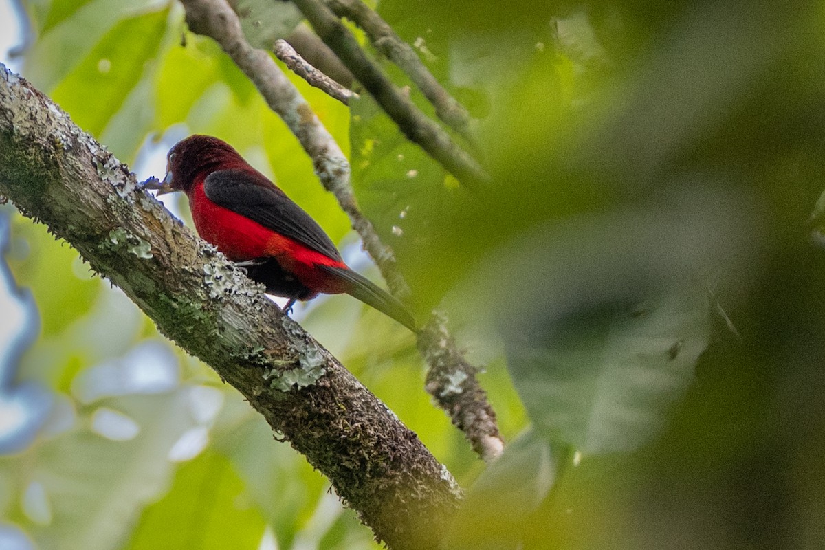 karmingumptanagar - ML647122344