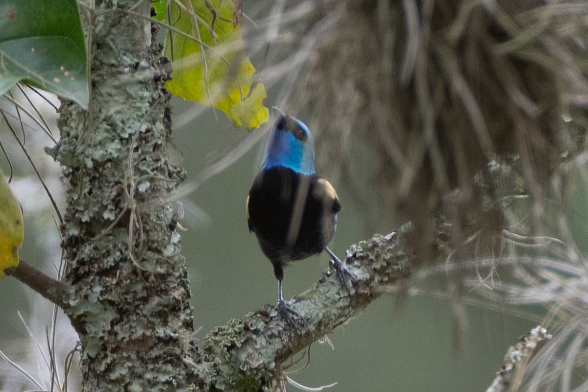 blåhodetanagar - ML647122347