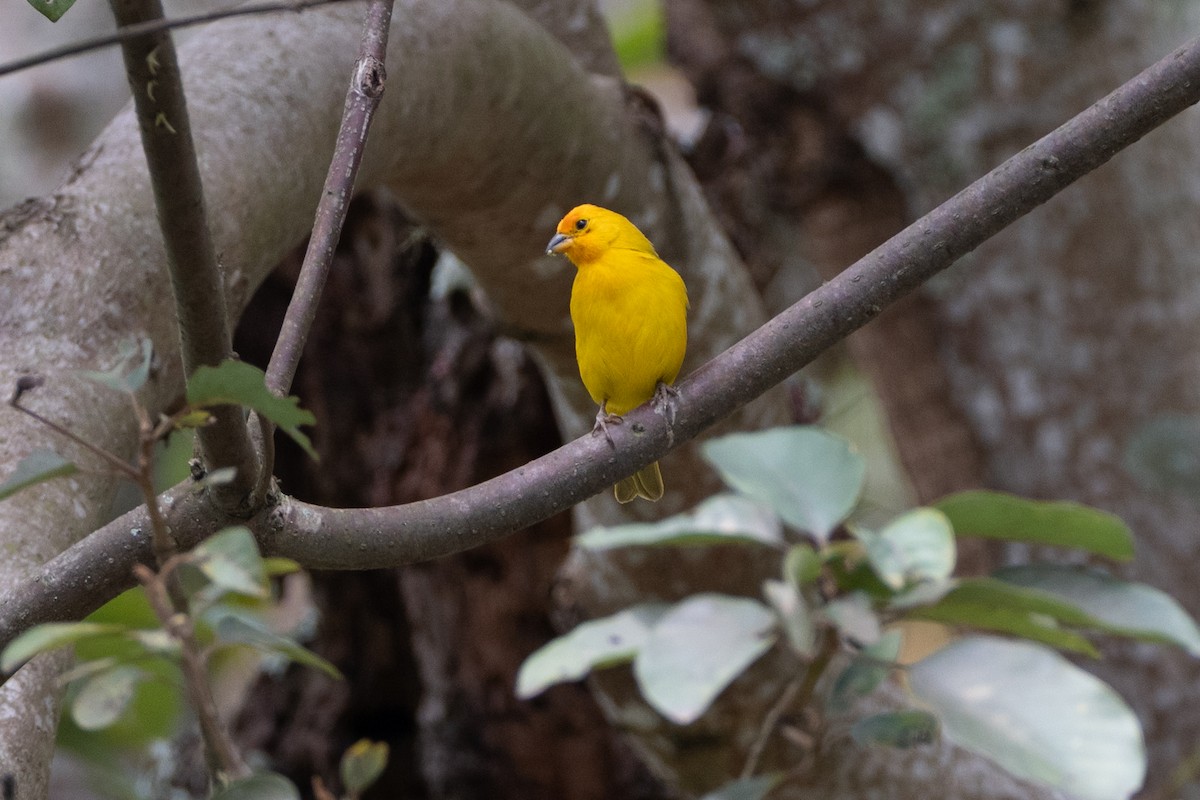 safranspurv - ML647122354