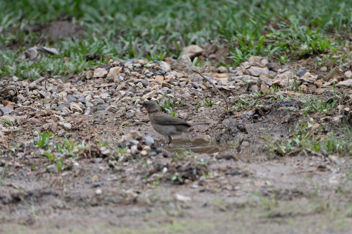 svartnebbtrost - ML647122361