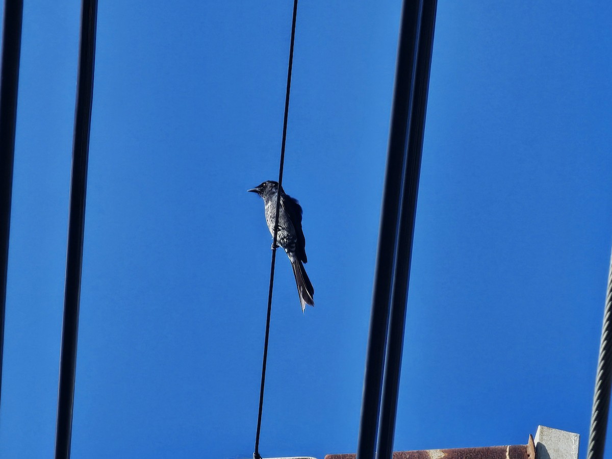 Black Drongo - ML647122363