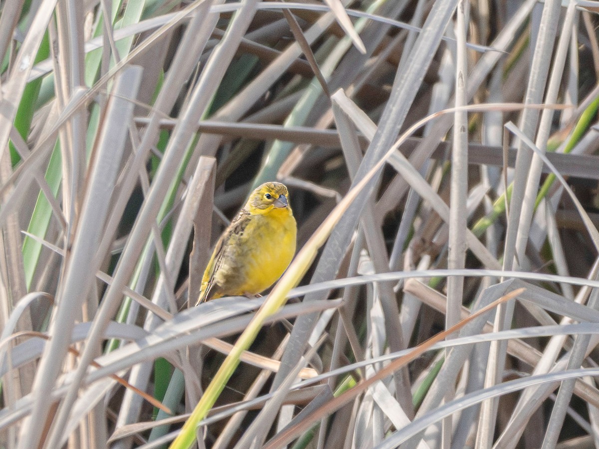 Kurzschnabel-Gilbtangare - ML647122364