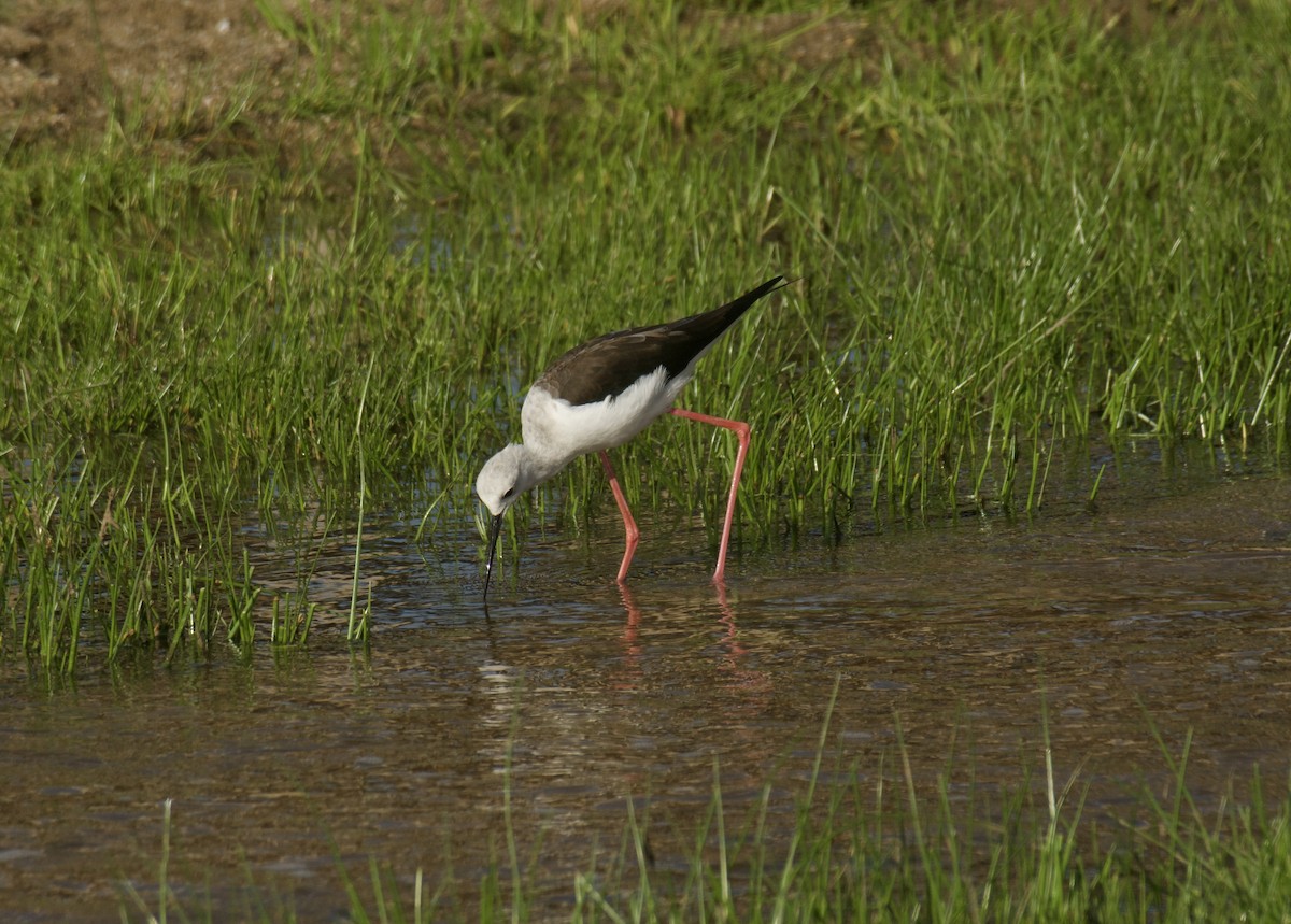 高蹺鴴 - ML647122375