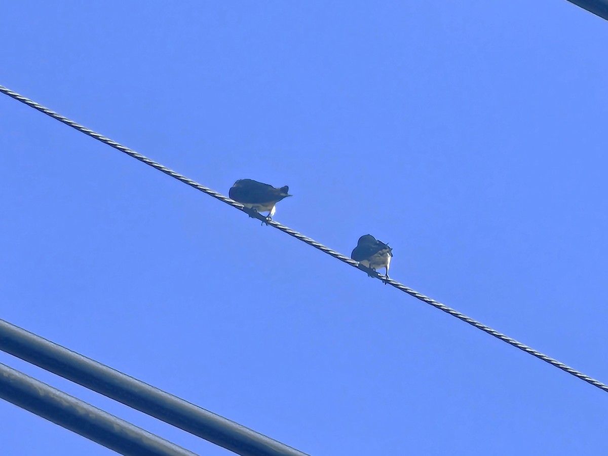 vlaštovka pacifická - ML647122384