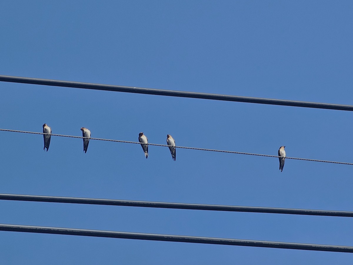 vlaštovka pacifická - ML647122385