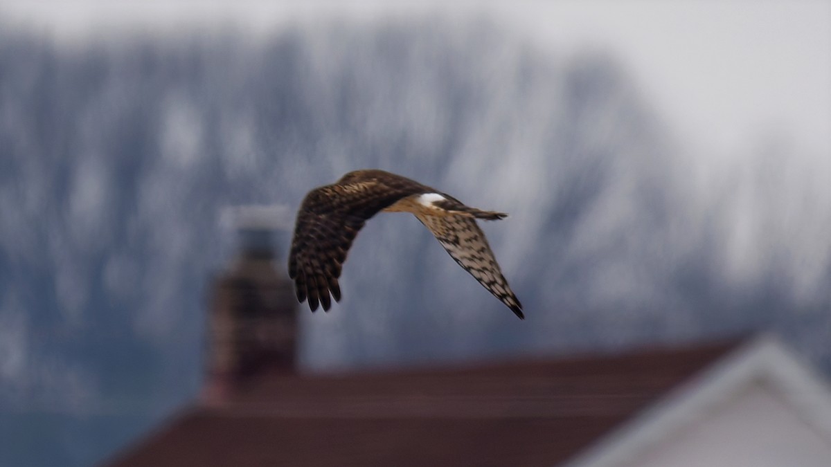 Hudsonweihe - ML647122386