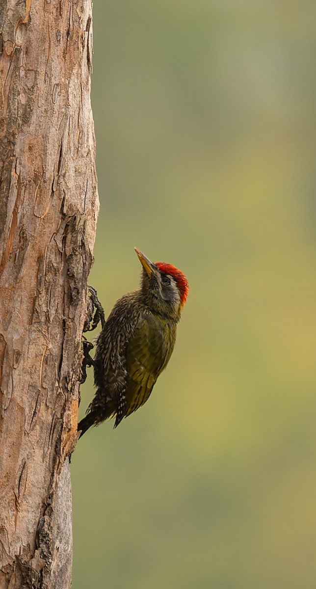Streak-throated Woodpecker - ML647122392