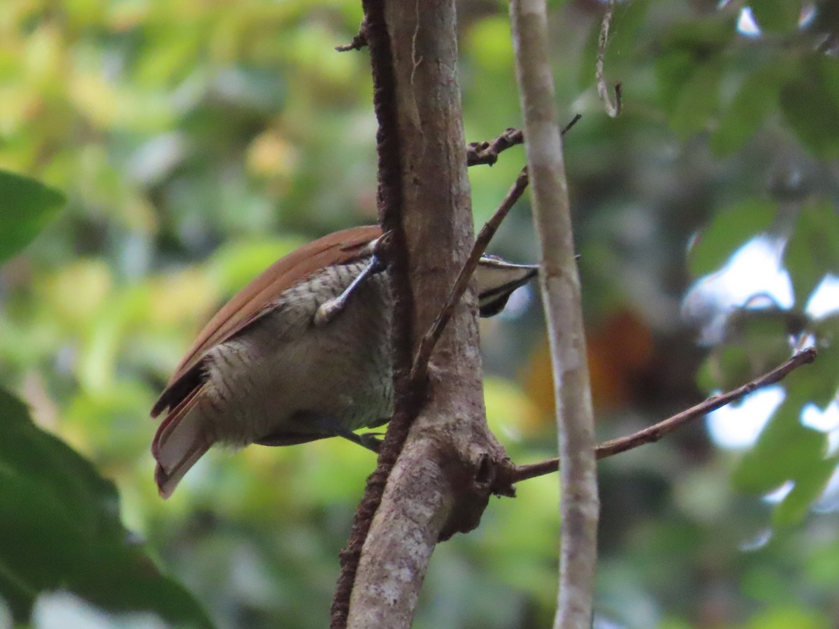 safirparadisfugl - ML647122397