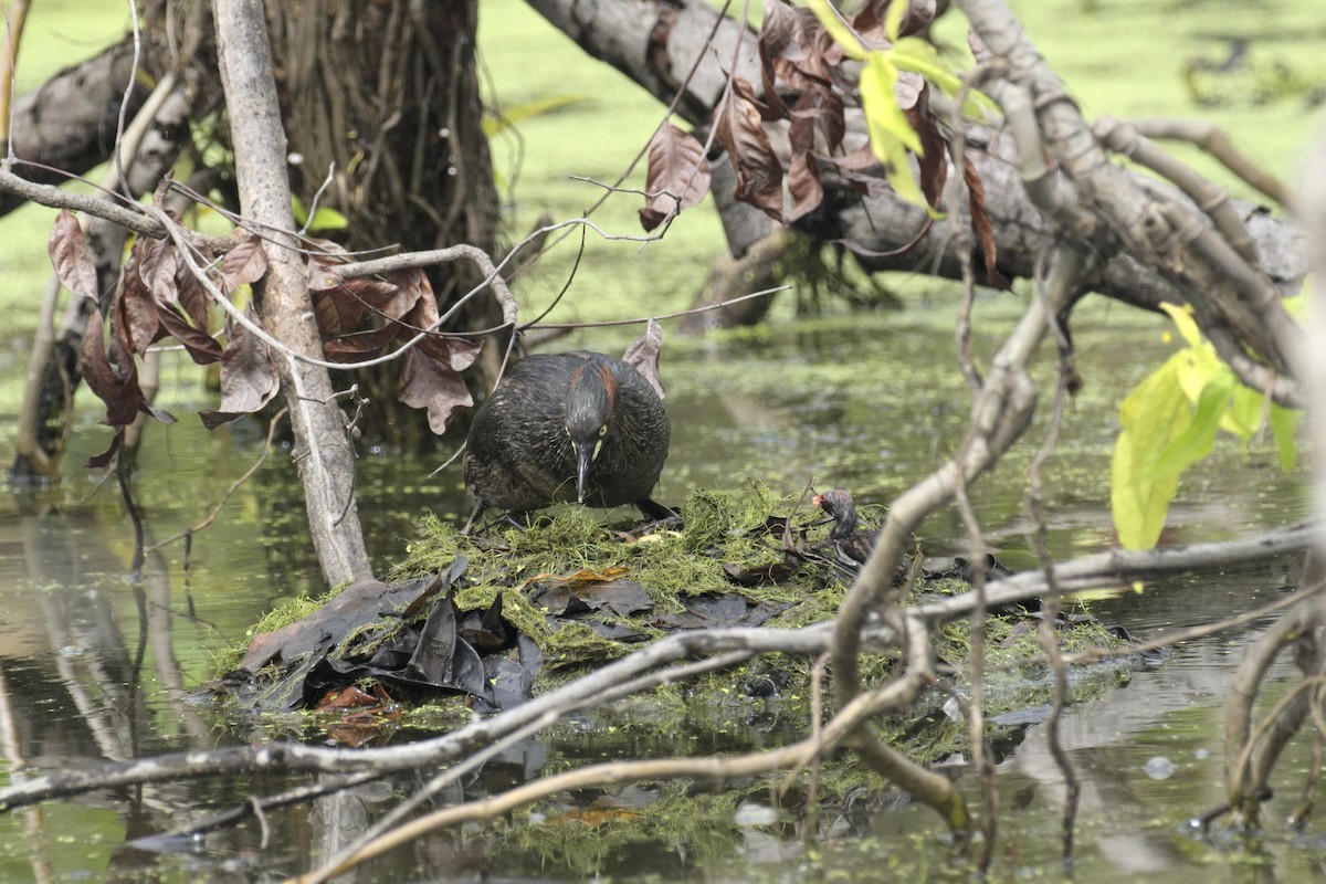 Little Grebe - ML647122407