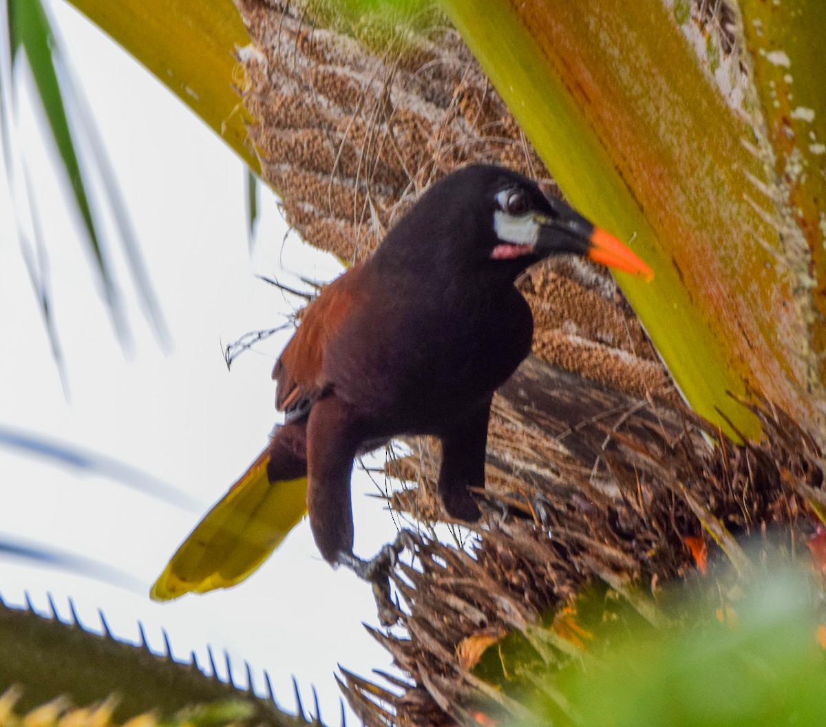 Montezuma Oropendola - ML647122413