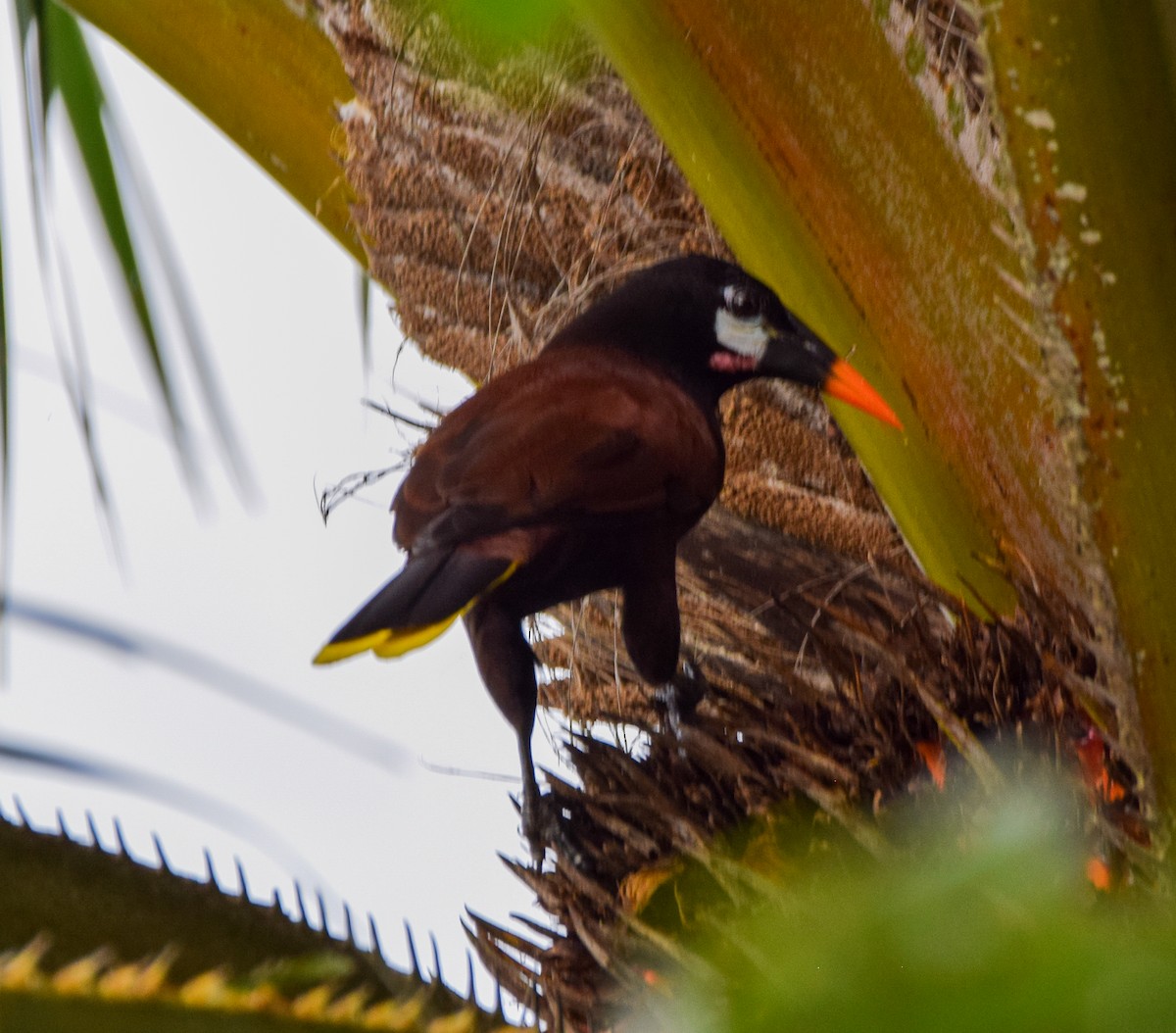 Montezuma Oropendola - ML647122414