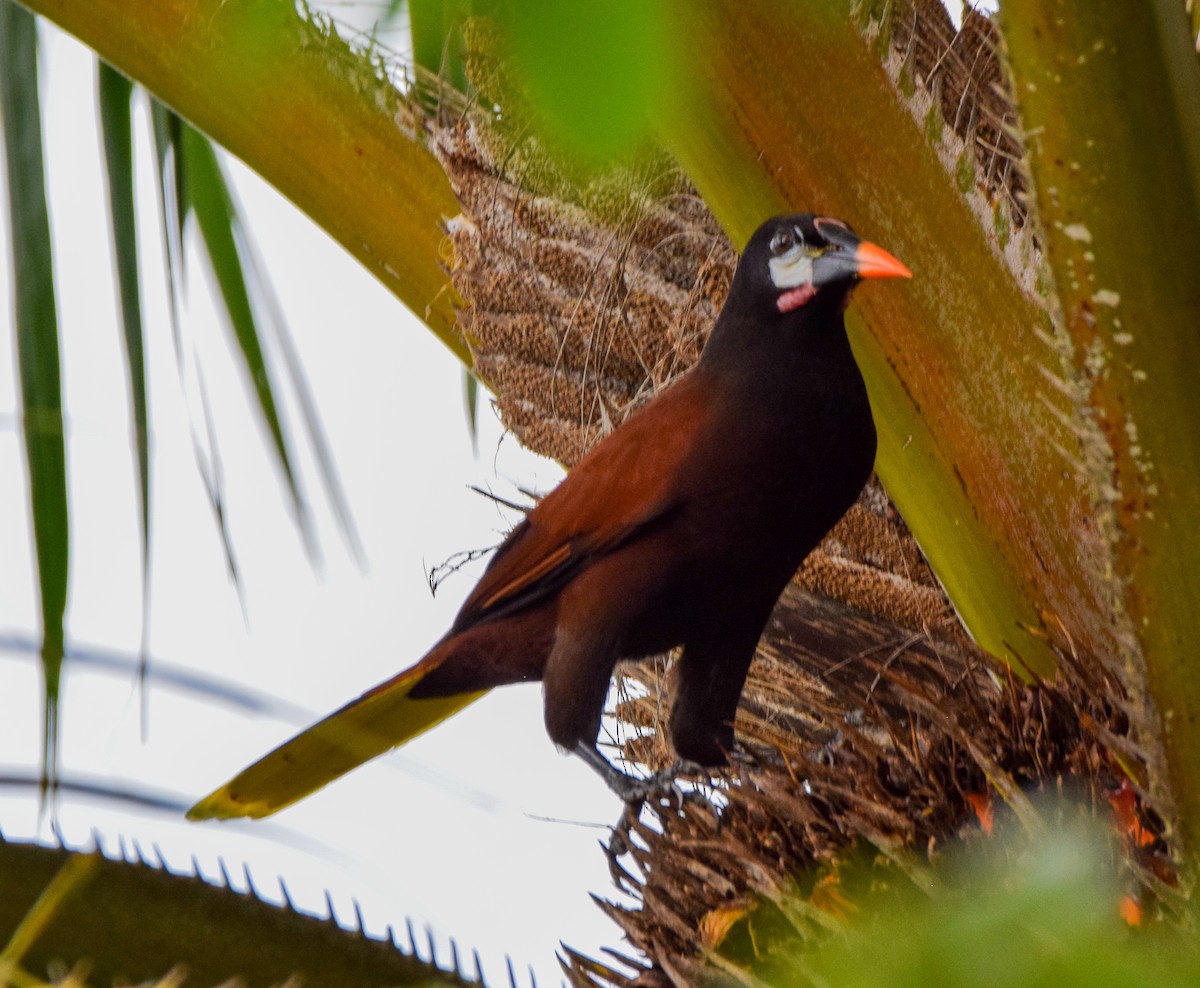 Montezuma Oropendola - ML647122415