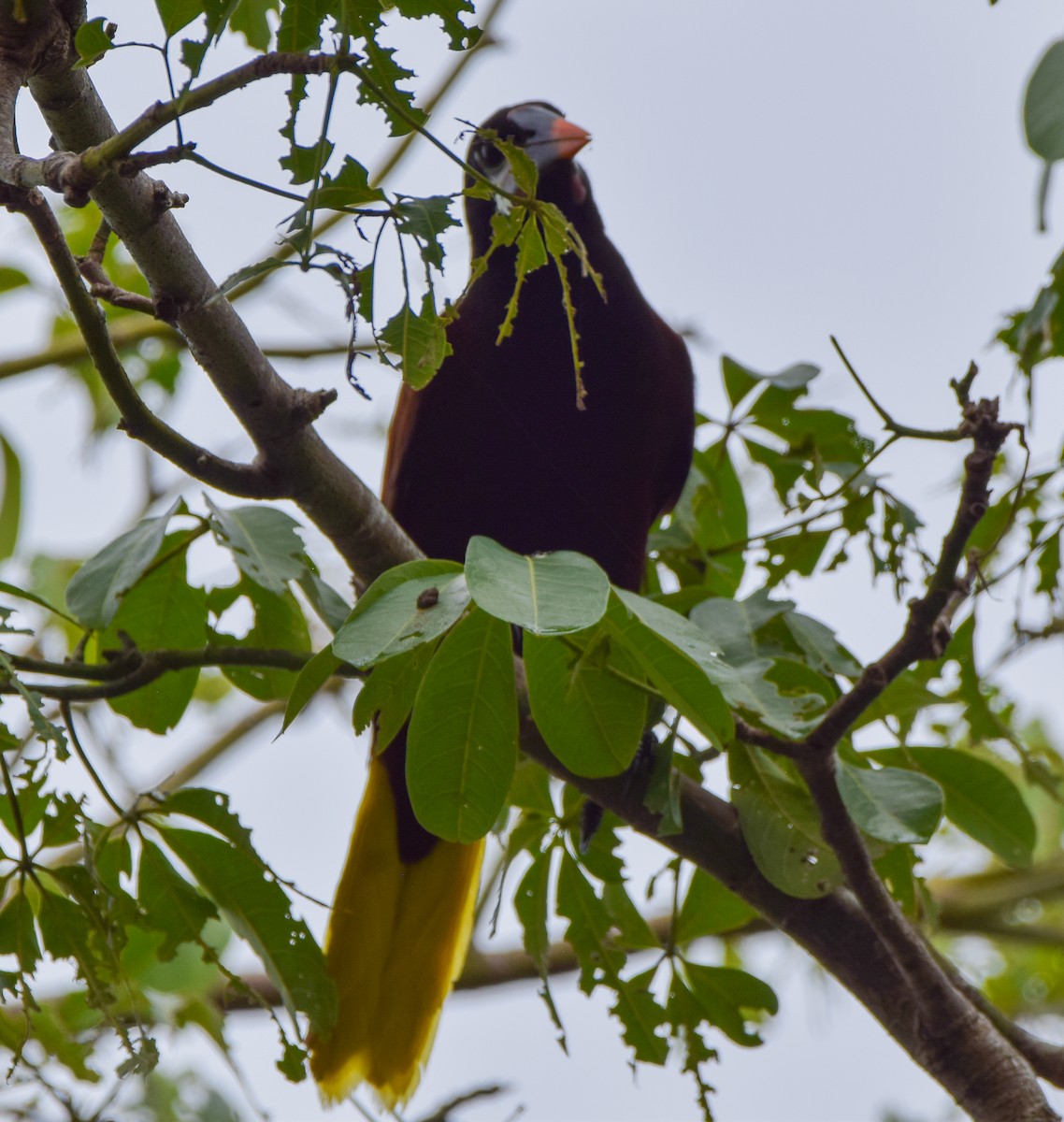 Montezuma Oropendola - ML647122416