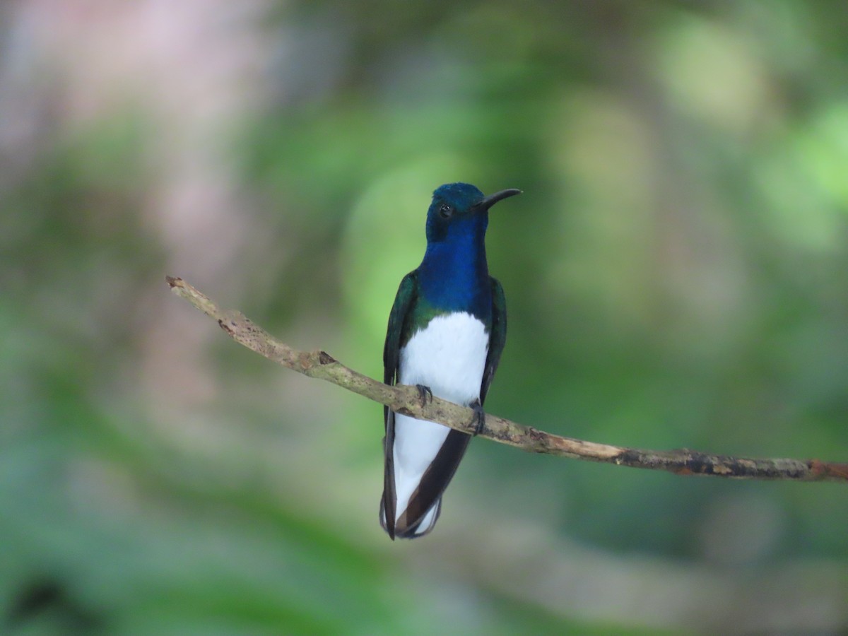 White-necked Jacobin - ML647122417