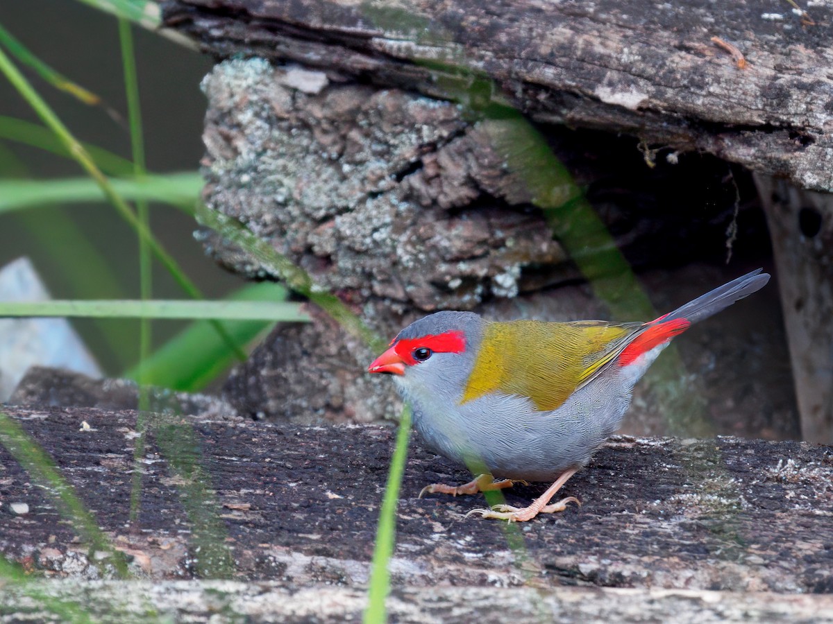 Red-browed Firetail - ML647122418