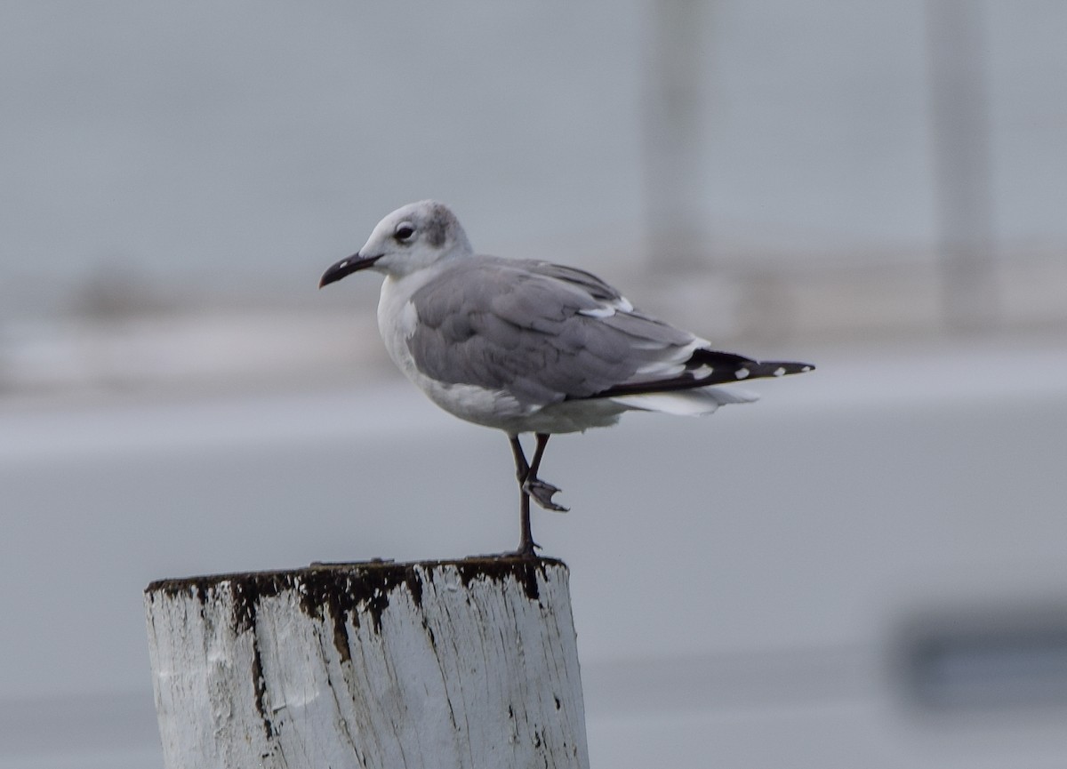 ワライカモメ - ML647122430