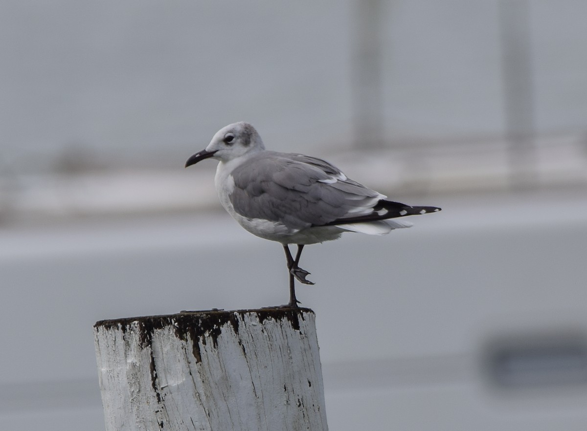 ワライカモメ - ML647122431