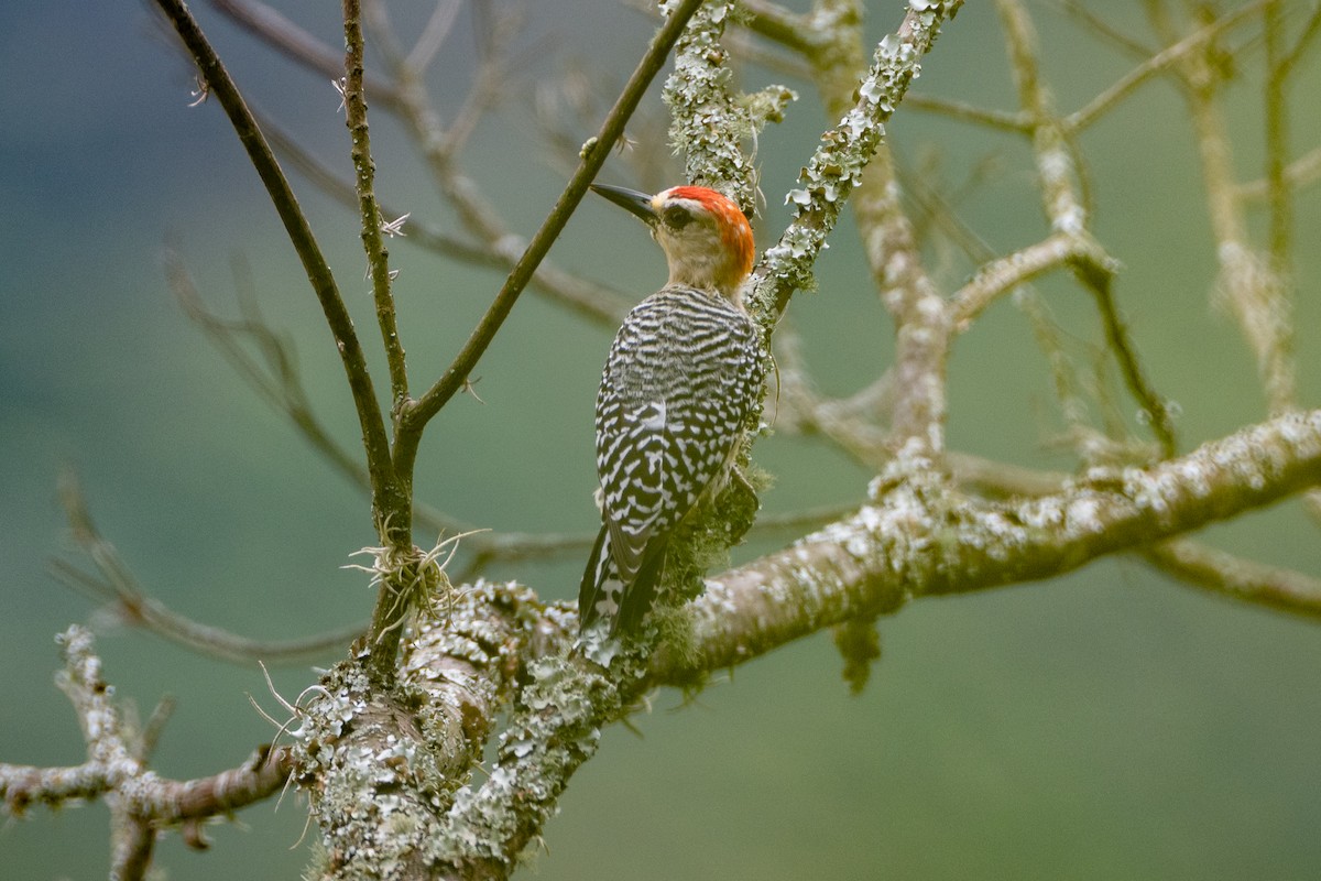 rødkronespett - ML647122432