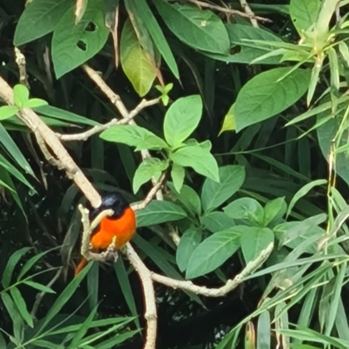 Orange Minivet - ML647122434