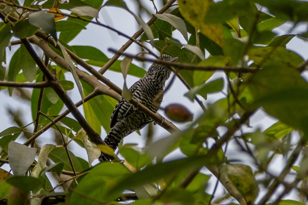 stripetoppmaurvarsler - ML647122437