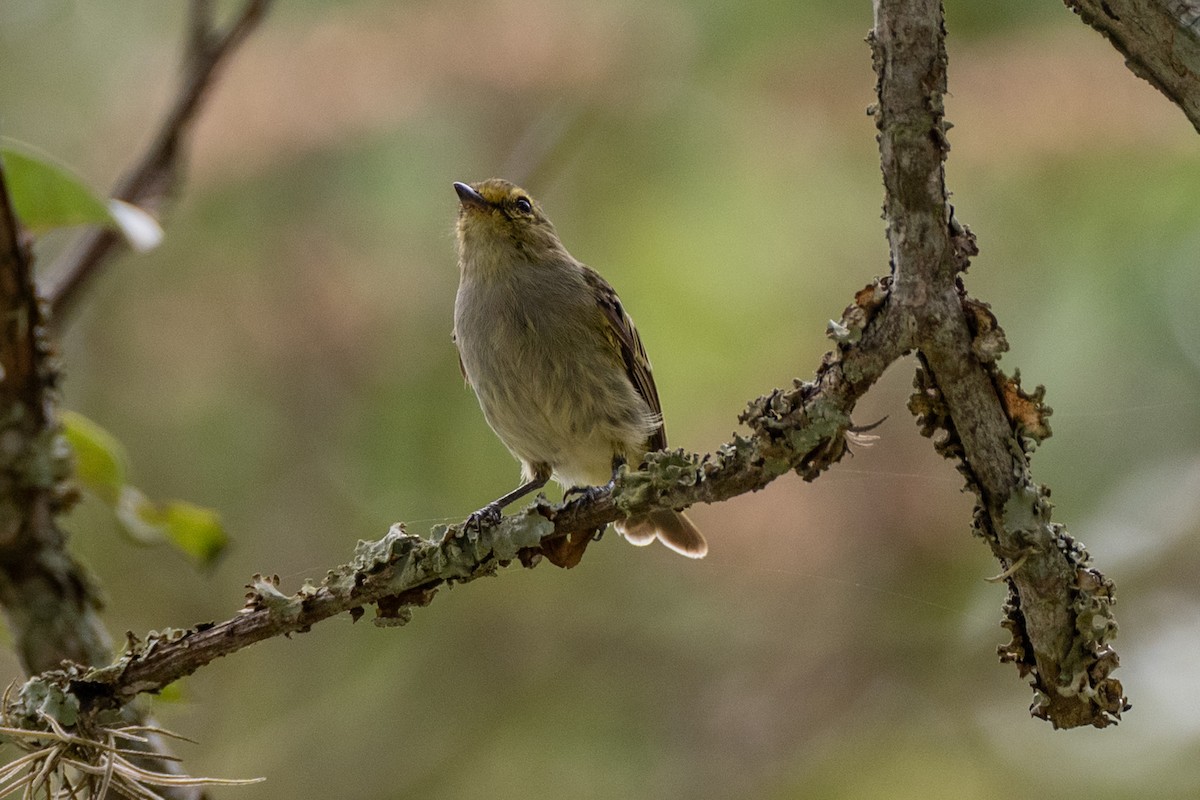 gulbryntyrannulett - ML647122439