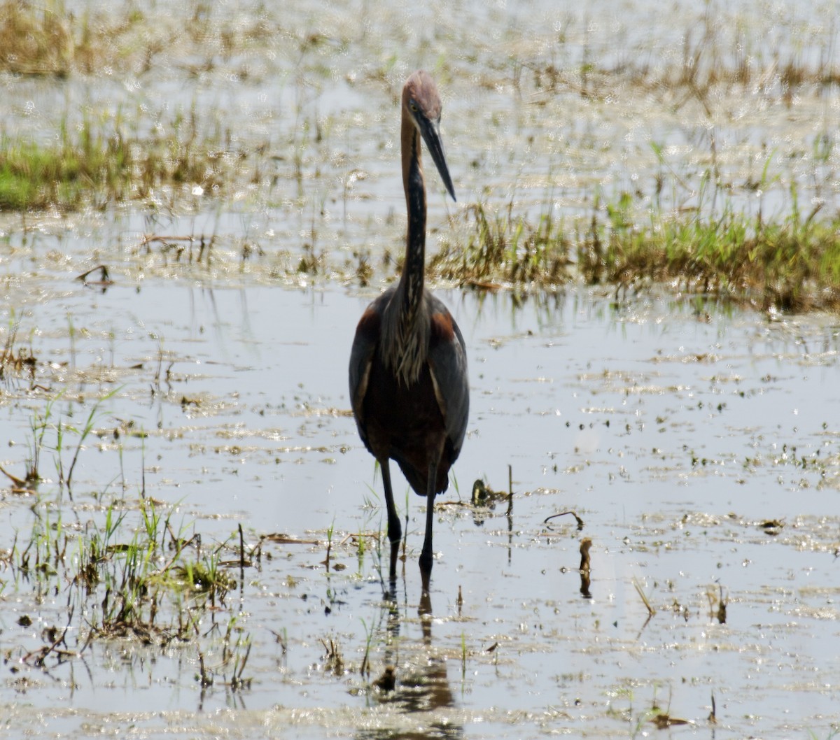Goliath Heron - ML647122440