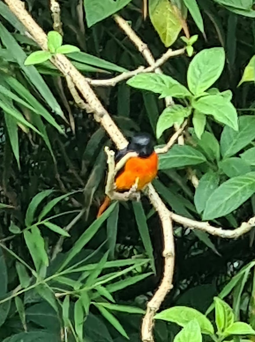 Orange Minivet - ML647122441