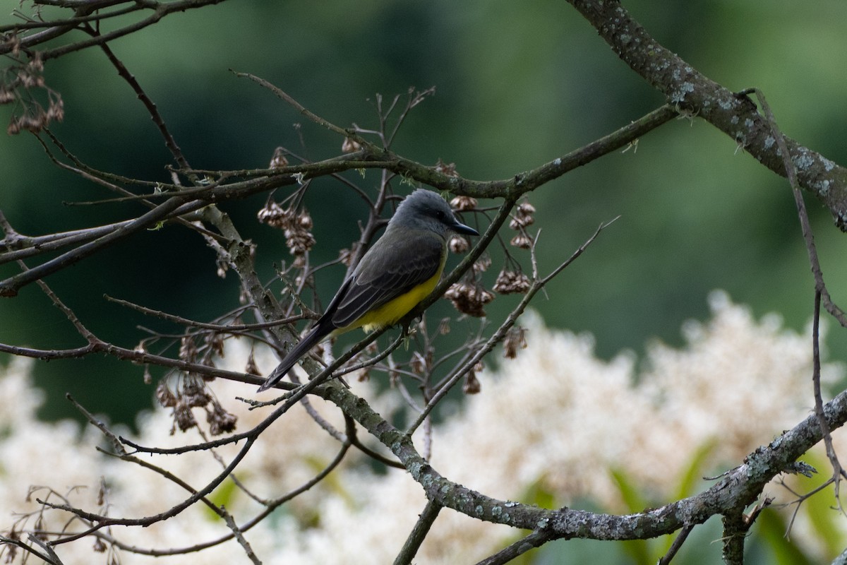 tropekongetyrann - ML647122442