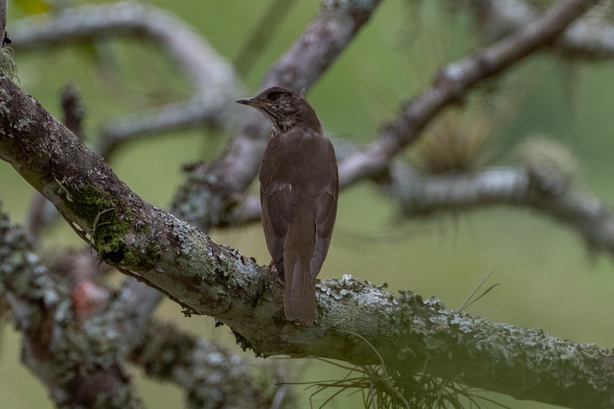 svartnebbtrost - ML647122444