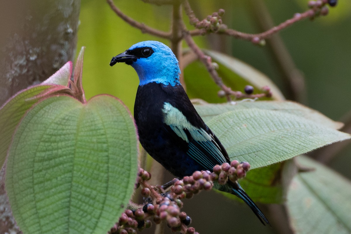 blåhodetanagar - ML647122451