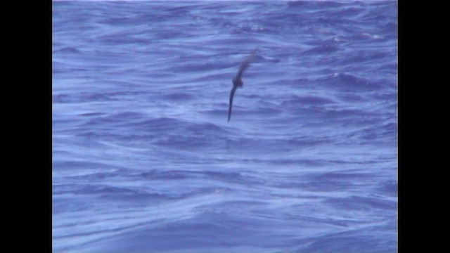 Parkinson's Petrel - ML647122456