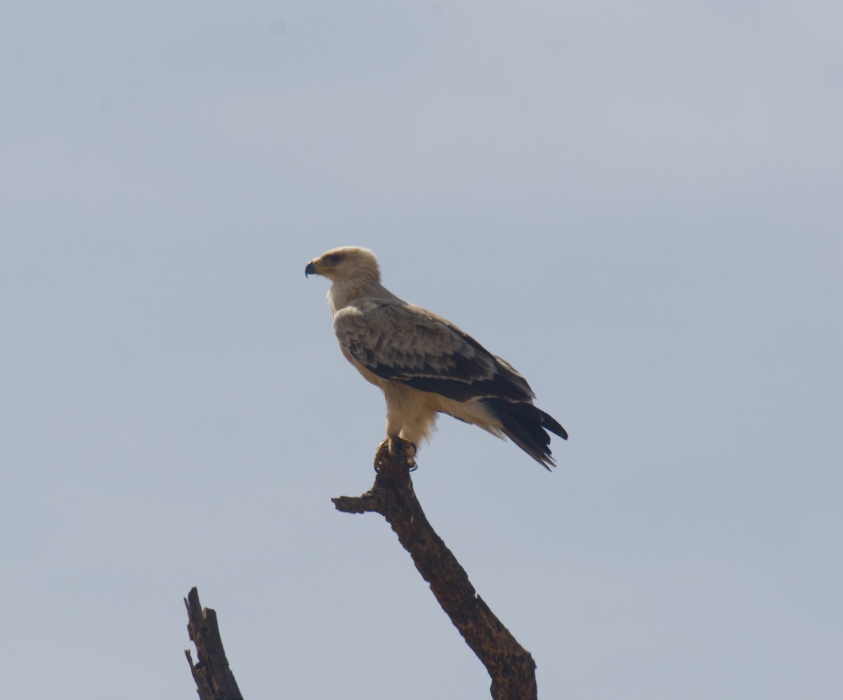 Tawny Eagle - ML647122458