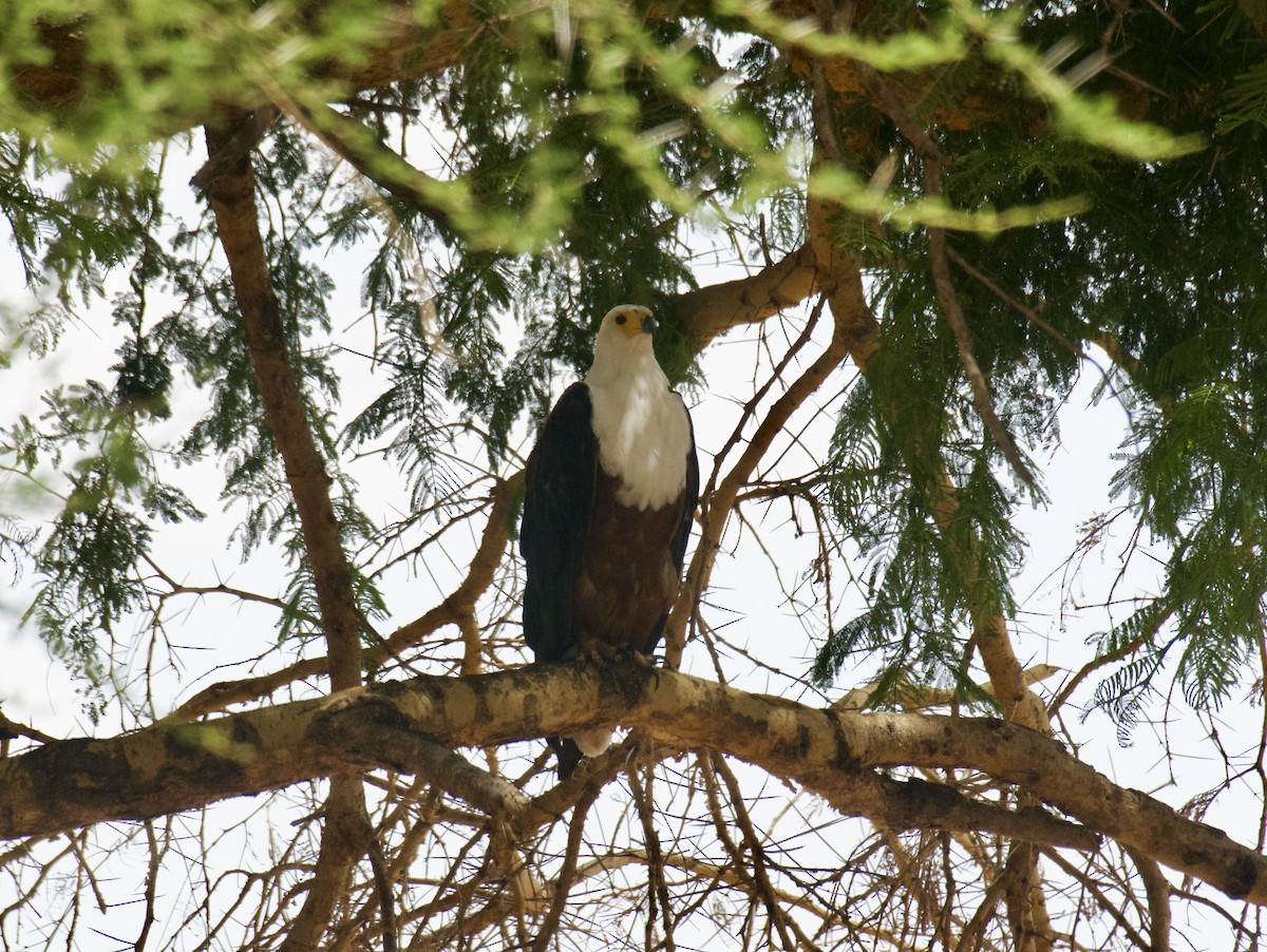 flodørn - ML647122467