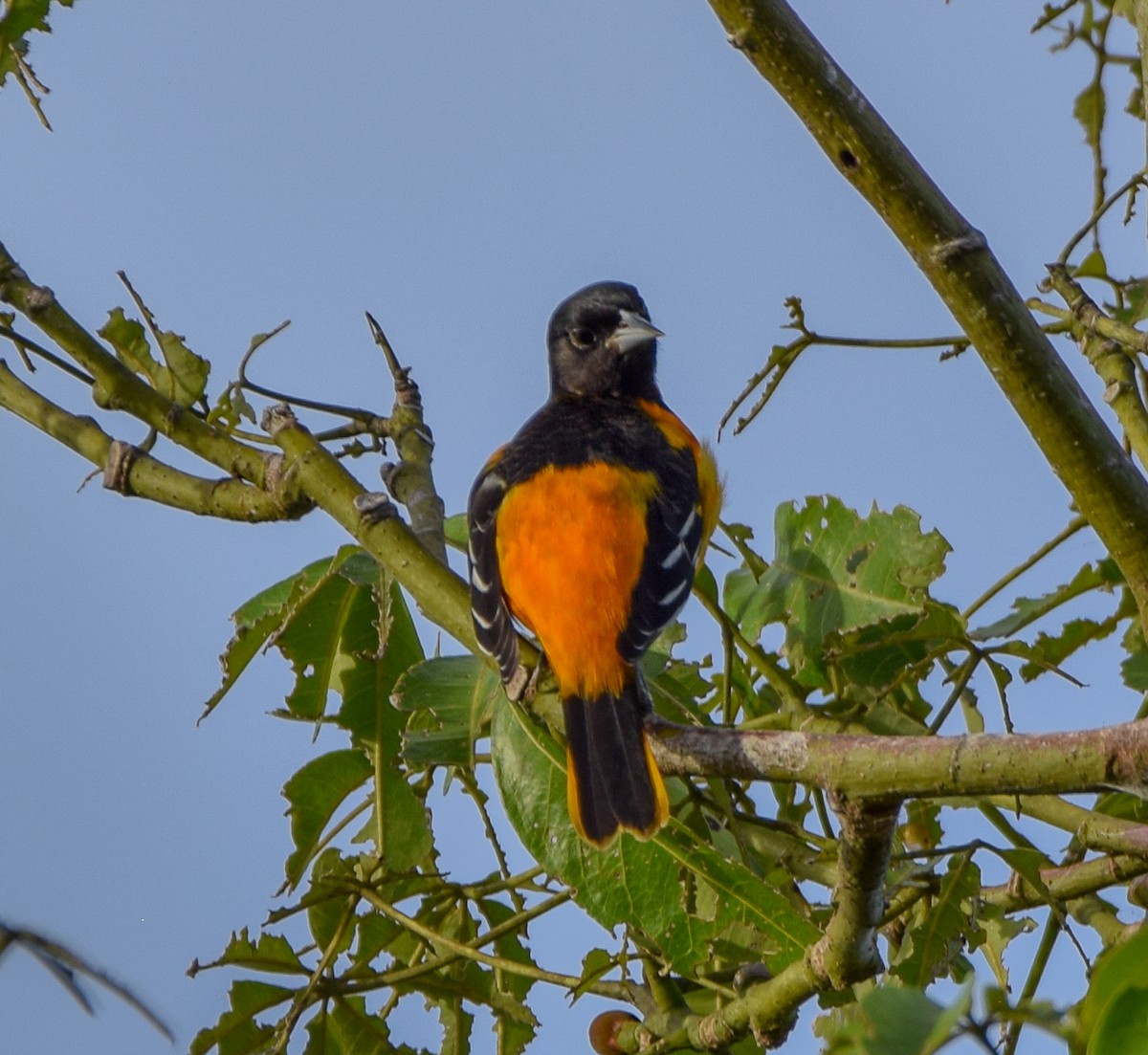 Балтиморский трупиал - ML647122468